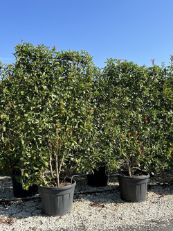 PHOTINIA fraseri RED ROBIN