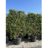PHOTINIA fraseri RED ROBIN