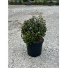 ELAEAGNUS ebbingei En pot forme boule