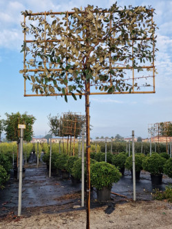 ELAEAGNUS ebbingei En pot forme espallier sur tige hauteur du tronc 180-200 cm