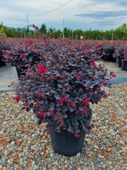 Topiaire (Plante taillée) - LOROPETALUM chinense BLACK Pearl cov (Loropétale de Chine)