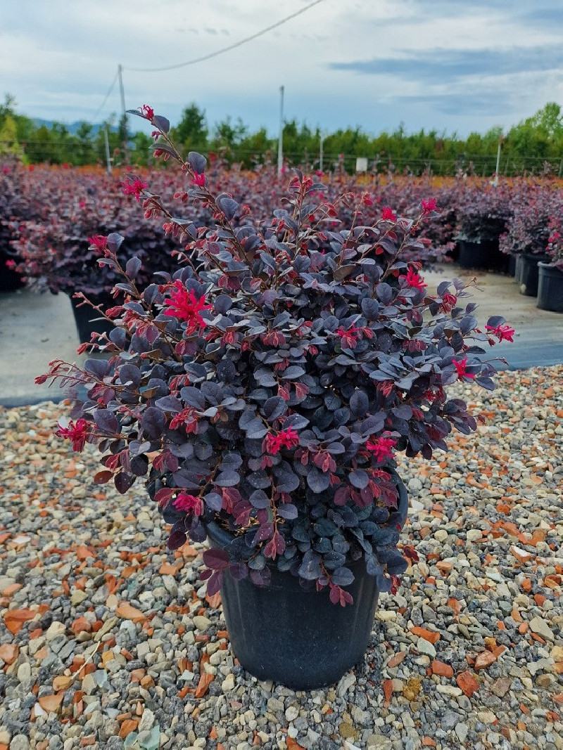 Topiaire (Plante taillée) - LOROPETALUM chinense BLACK Pearl cov (Loropétale de Chine)
