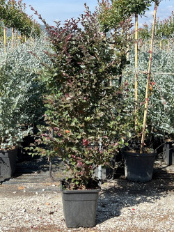 Topiaire (Plante taillée) - LOROPETALUM chinense BLACK Pearl cov (Loropétale de Chine) En pot forme espalier