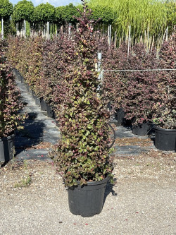 Topiaire (Plante taillée) - LOROPETALUM chinense BLACK Pearl cov (Loropétale de Chine) En pot forme conique