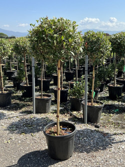 Topiaire (Plante taillée) - PHOTINIA fraseri PINK MARBLE® (Photinia Pink Marble) En pot forme tige hauteur du tronc 090-110 cm