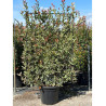 Topiaire (Plante taillée) - PHOTINIA fraseri PINK MARBLE® (Photinia Pink Marble) En pot forme espalier