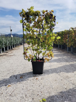 Topiaire (Plante taillée) - VIGNE DE TABLE