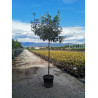 PHOTINIA fraseri PINK MARBLE En pot forme tige hauteur du tronc 180-200 cm