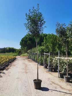 PHOTINIA fraseri RED ROBIN forme tige hauteur du tronc 180-200 cm