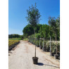 PHOTINIA fraseri RED ROBIN forme tige hauteur du tronc 180-200 cm