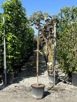 CERCIS canadensis RUBY FALLS