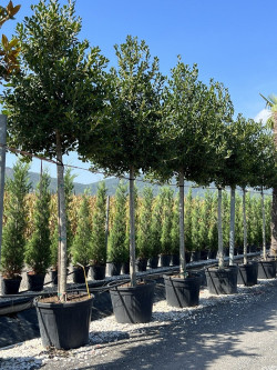 ILEX NELLIE R. STEVENS