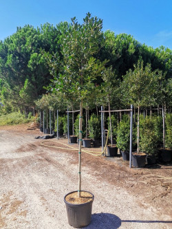 ILEX NELLIE R. STEVENS