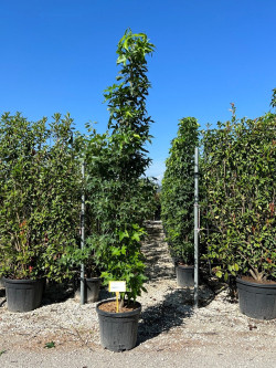 LIQUIDAMBAR styraciflua SLENDER SILHOUETTE En pot de 30-35 litres