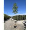 LIQUIDAMBAR styraciflua En pot de 25-30 litres forme tige hauteur du tronc 180-200 cm