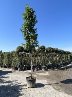 LIQUIDAMBAR styraciflua En pot de 35-50 litres forme tige hauteur du tronc 180-200 cm