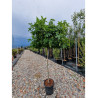 LIQUIDAMBAR styraciflua GUMBALL En pot de 15-20 litres forme tige hauteur du tronc 110-130 cm