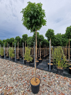 LIQUIDAMBAR styraciflua GUMBALL En pot de 35-50 litres forme tige hauteur du tronc 180-200 cm