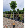 LIQUIDAMBAR styraciflua GUMBALL En pot de 35-50 litres forme tige hauteur du tronc 180-200 cm
