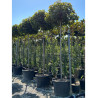 ACER platanoides GLOBOSUM En pot de 35-50 litres forme tige hauteur du tronc 180-200 cm
