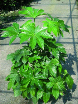 FATSIA japonica ou sieboldii