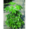FATSIA japonica ou sieboldii