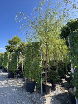 SALIX sepulcralis TRISTIS En pot de 35-50 litres forme tige hauteur du tronc 180-200 cm