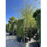 SALIX sepulcralis TRISTIS En pot de 35-50 litres forme tige hauteur du tronc 180-200 cm
