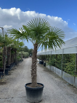 TRACHYCARPUS fortunei