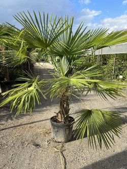 TRACHYCARPUS fortunei