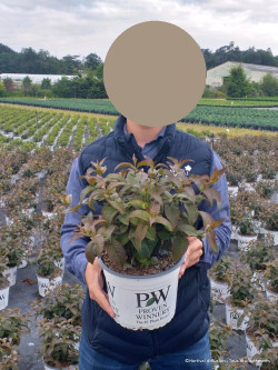 DIERVILLA En pot de 4-5 litres