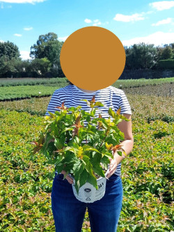 DIERVILLA En pot de 4-5 litres