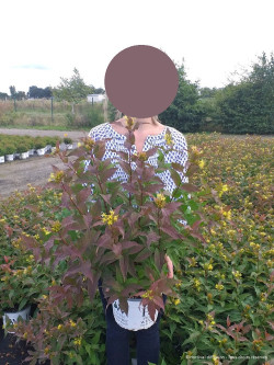 DIERVILLA En pot de 4-5 litres