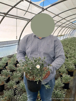 CONVOLVULUS cneorum En pot de 4-5 litres