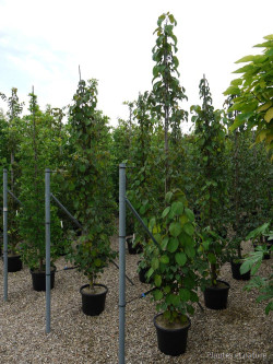 DAVIDIA involucrata En pot de 35-50 litres forme tige ramifiée