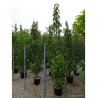 DAVIDIA involucrata En pot de 35-50 litres forme tige ramifiée