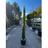 CUPRESSUS sempervirens TOTEM