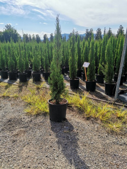 CUPRESSUS sempervirens TOTEM