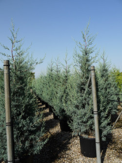 CUPRESSUS arizonica FASTIGIATA En pot de 35-50 litres