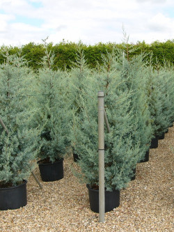 CUPRESSUS arizonica FASTIGIATA En pot de 25-30 litres