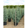 CUPRESSUS arizonica FASTIGIATA En pot de 25-30 litres
