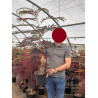 ALBIZIA julibrissin SUMMER CHOCOLATE En pot de 4-5 litres