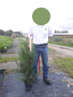 CUPRESSOCYPARIS leylandii TYPE 2001 En pot de 4-5 litres