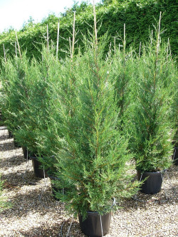 CUPRESSOCYPARIS leylandii TYPE 2001 En pot de 25-30 litres