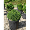 CRYPTOMERIA japonica VILMORINIANA En pot de 25-30 litres