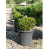CRYPTOMERIA japonica VILMORINIANA En pot de 15-20 litres
