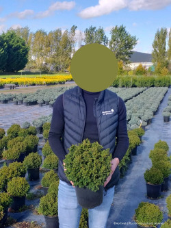 CRYPTOMERIA japonica VILMORINIANA En pot de 4-5 litres