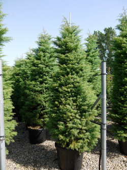 CRYPTOMERIA japonica ELEGANS En pot de 35-50 litres