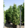 CRYPTOMERIA japonica ELEGANS En pot de 35-50 litres