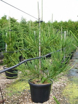 CRYPTOMERIA japonica ARAUCARIOIDES En pot de 35-50 litres